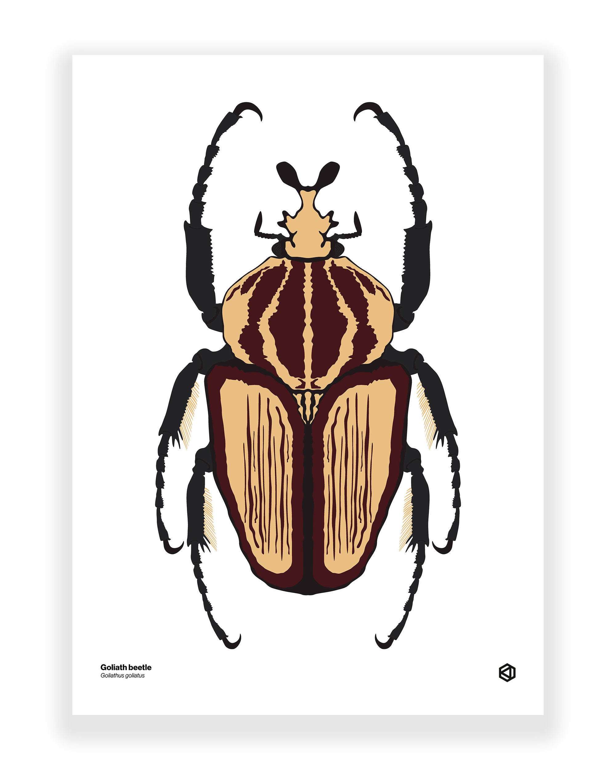 Goliath Beetle (Goliathus goliatus)