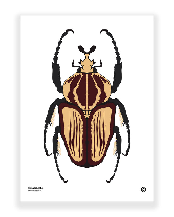 Goliath Beetle (Goliathus goliatus)