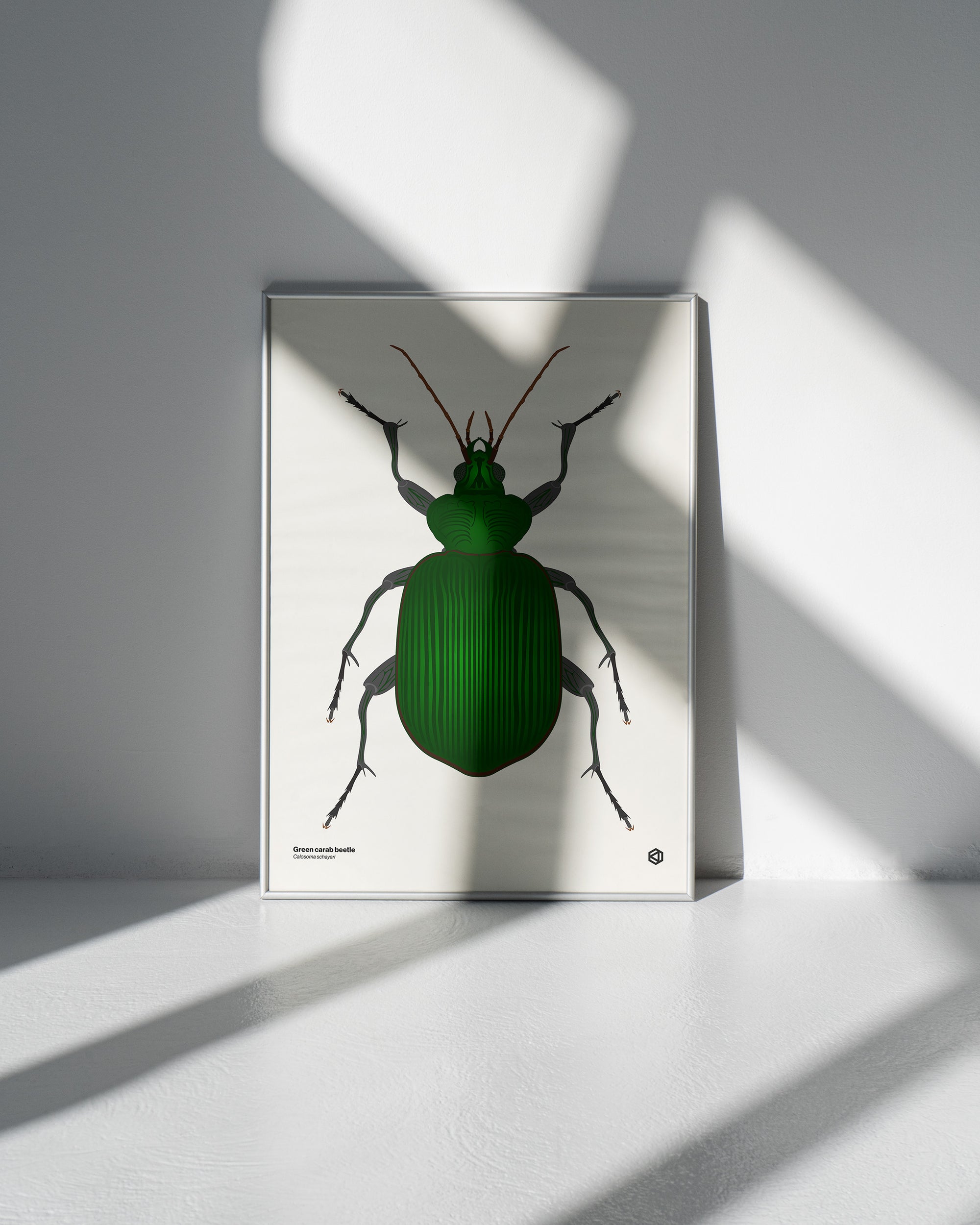Green Carab Beetle (Calosoma schayeri) scientific illustration poster