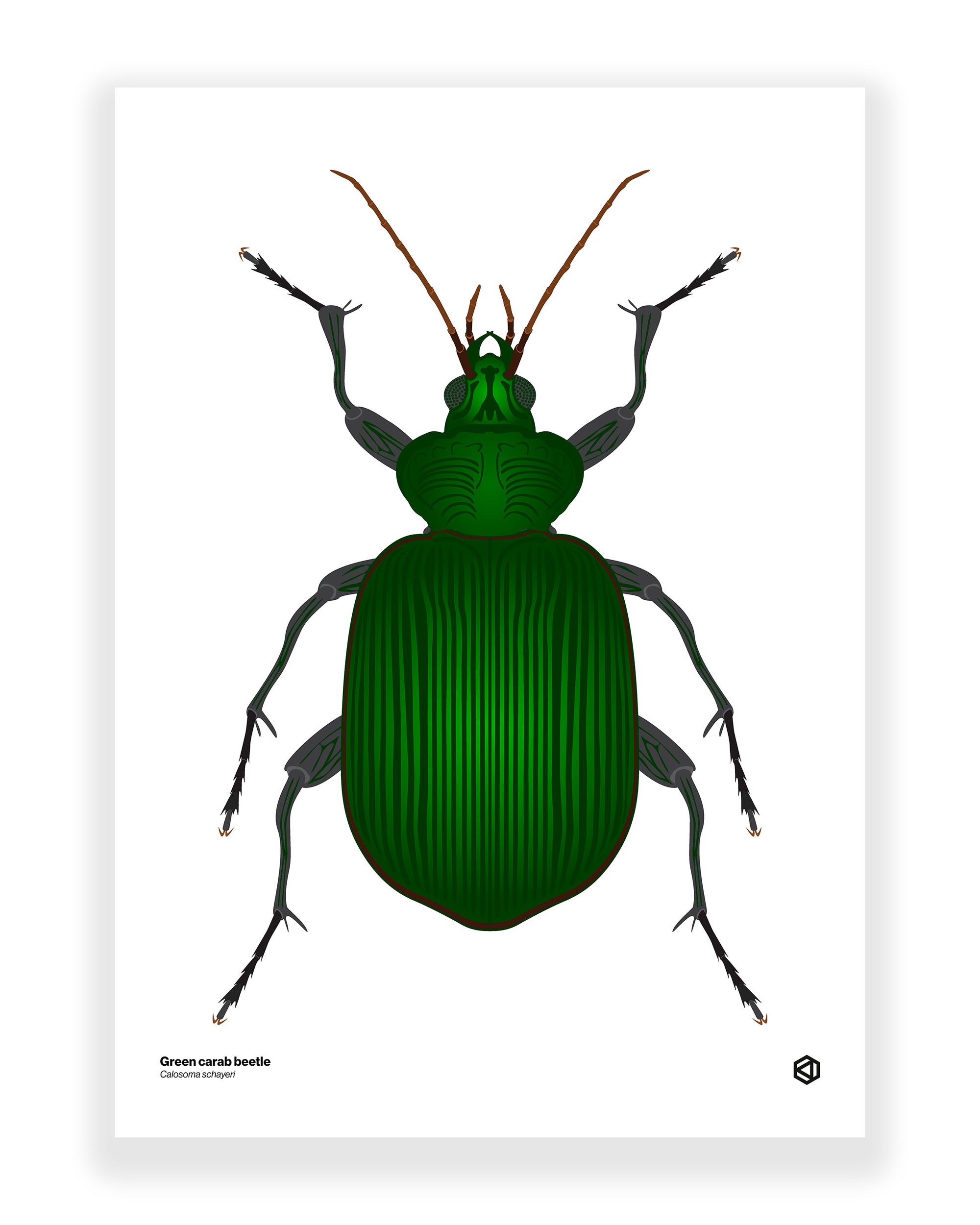 Green Carab Beetle (Calosoma schayeri)
