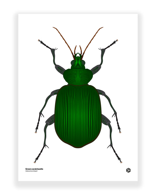 Green Carab Beetle (Calosoma schayeri)