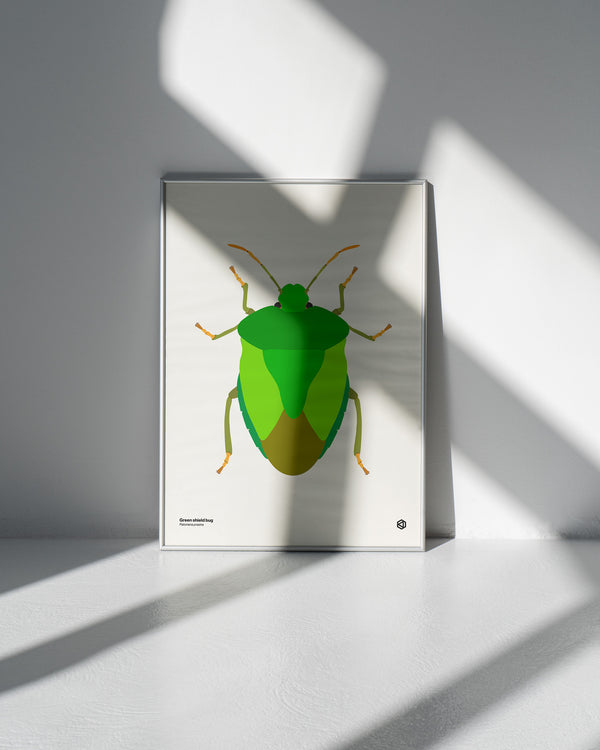 Green Shield Bug (Palomena prasina) - natural history illustration - Bugs series art print
