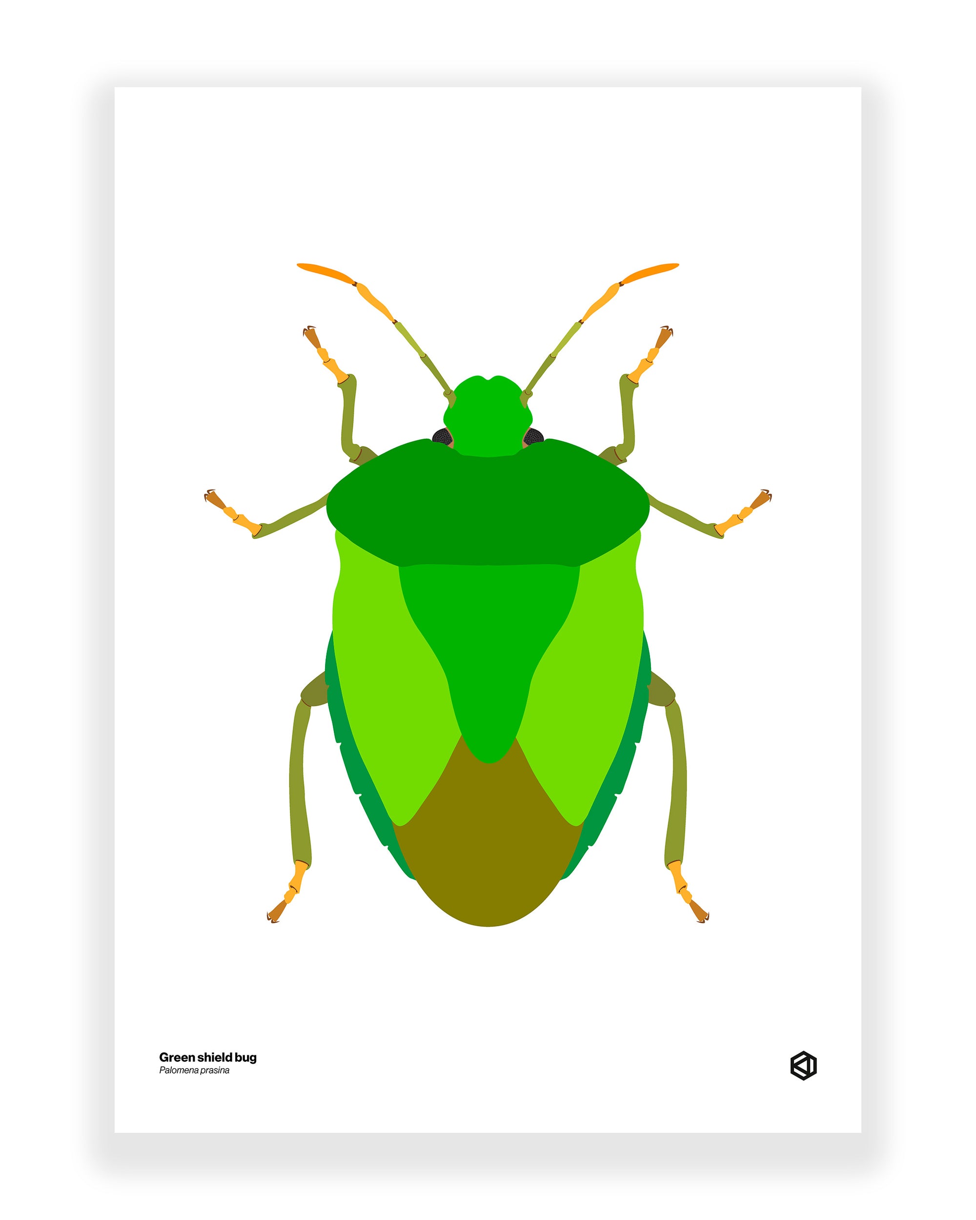 Green Shield Bug (Palomena prasina)
