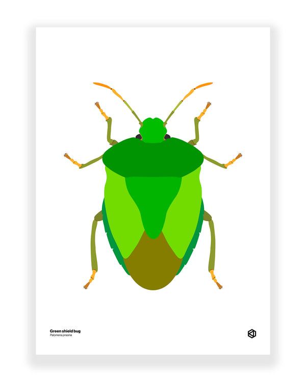 Green Shield Bug (Palomena prasina)