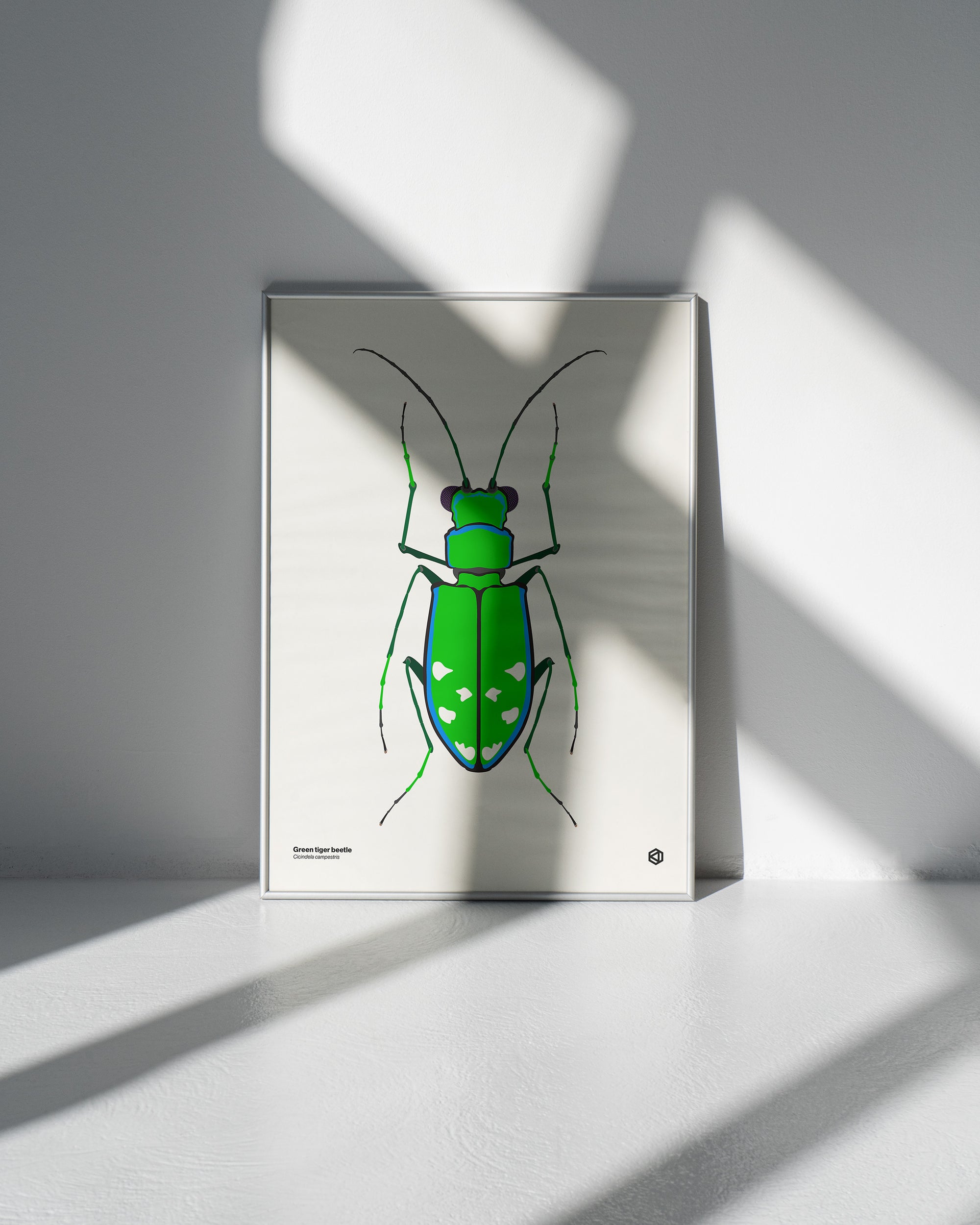 Green Tiger Beetle (Cicindela campestris) scientific illustration poster