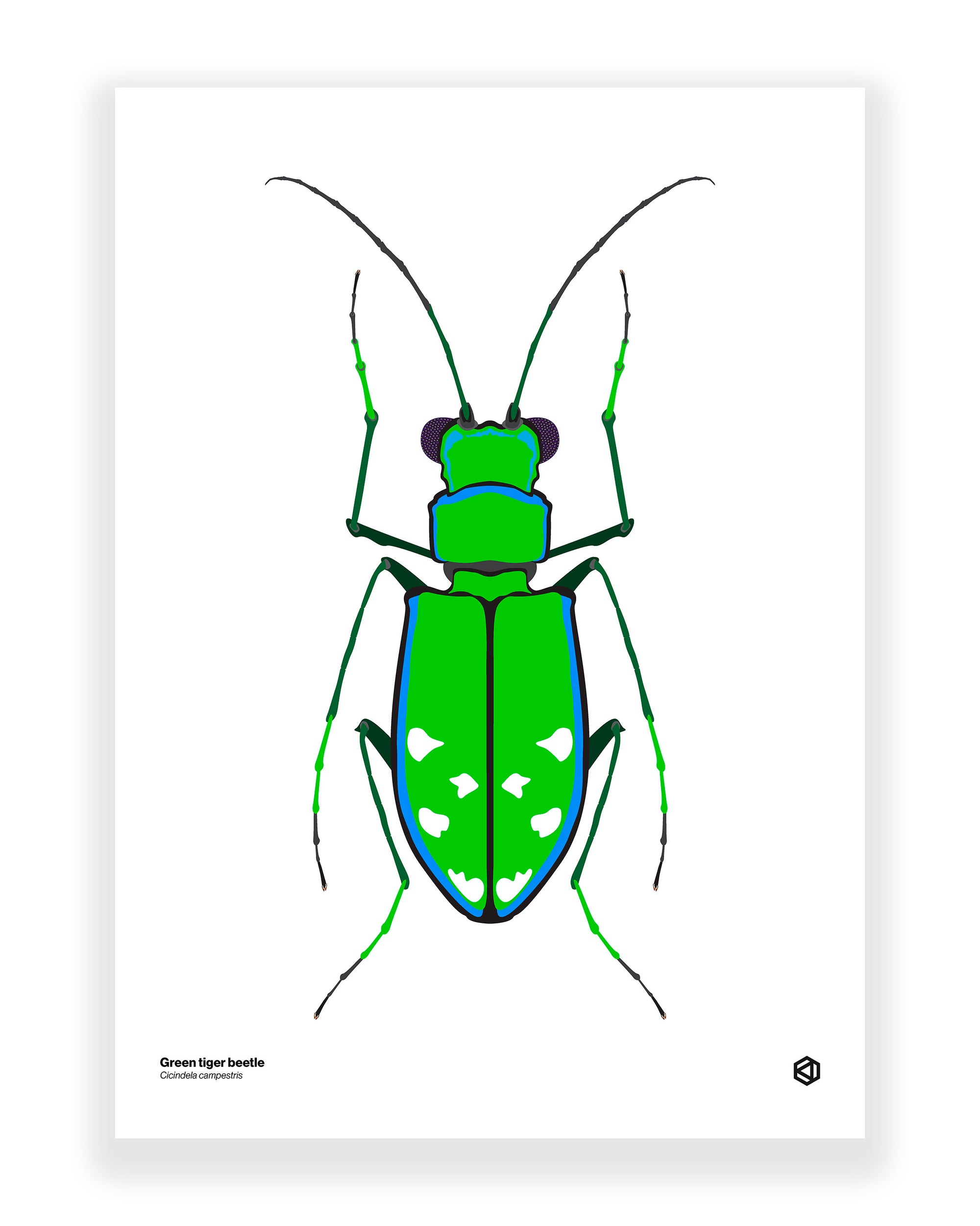 Green Tiger Beetle (Cicindela campestris)