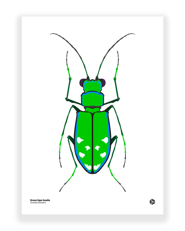 Green Tiger Beetle (Cicindela campestris)