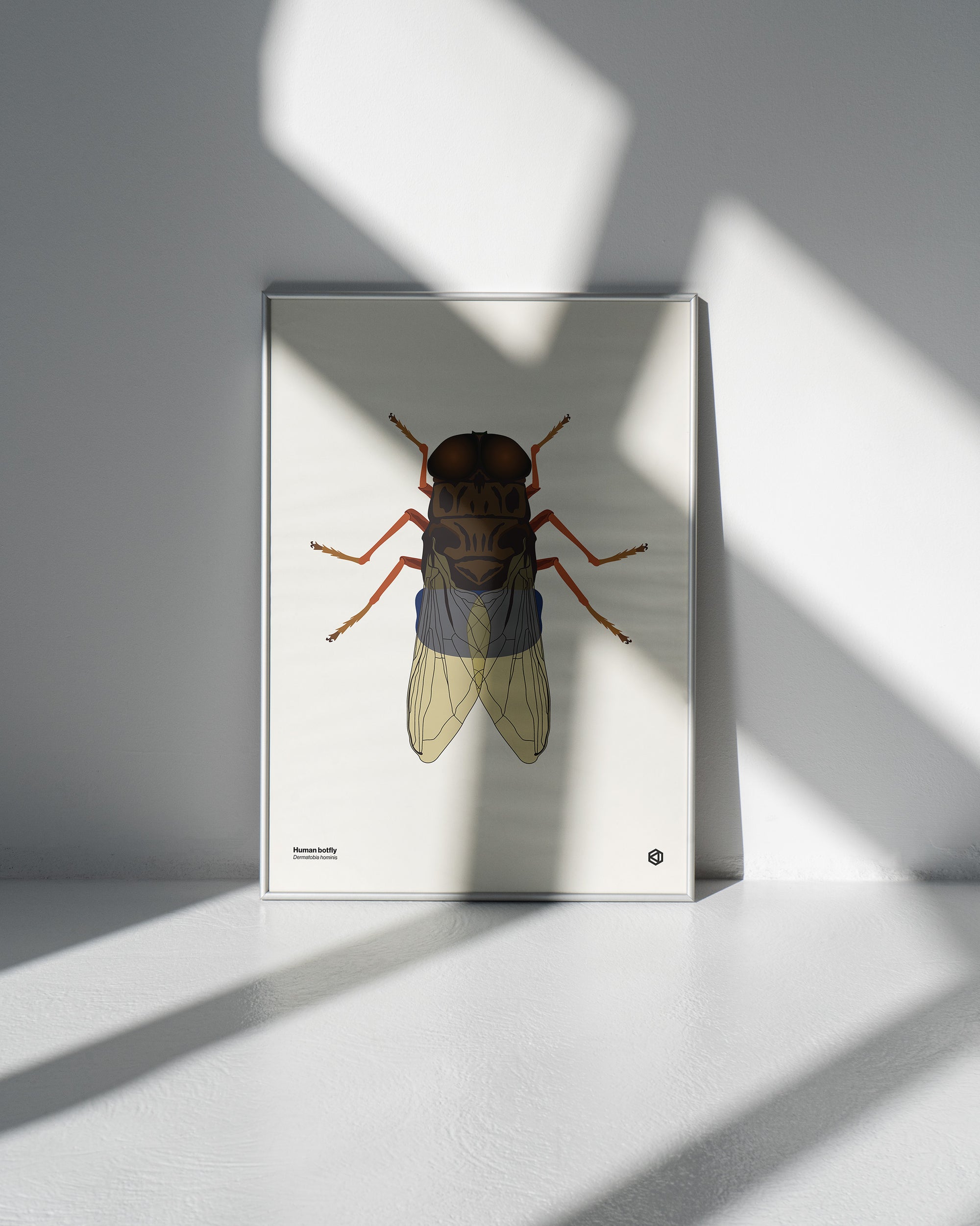 Human botfly (Dermatobia hominis) scientific illustration poster