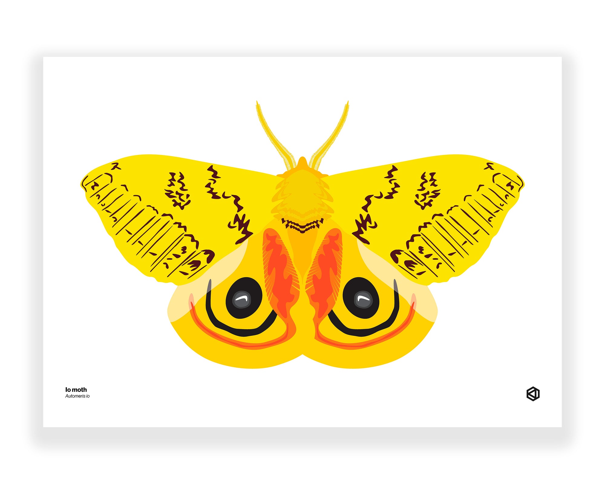 Moth – Io Moth (Automeris io)