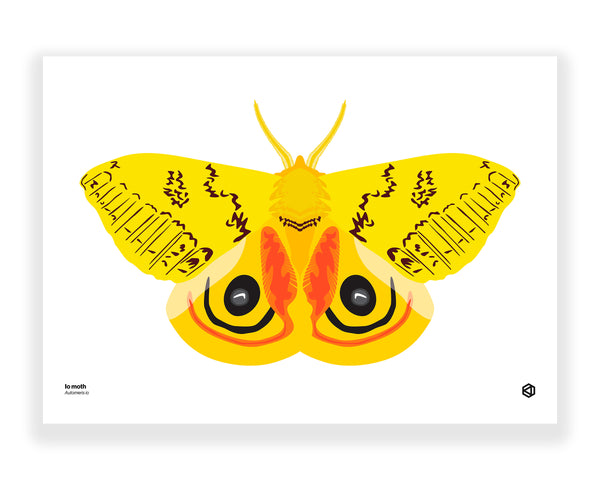 Moth – Io Moth (Automeris io)