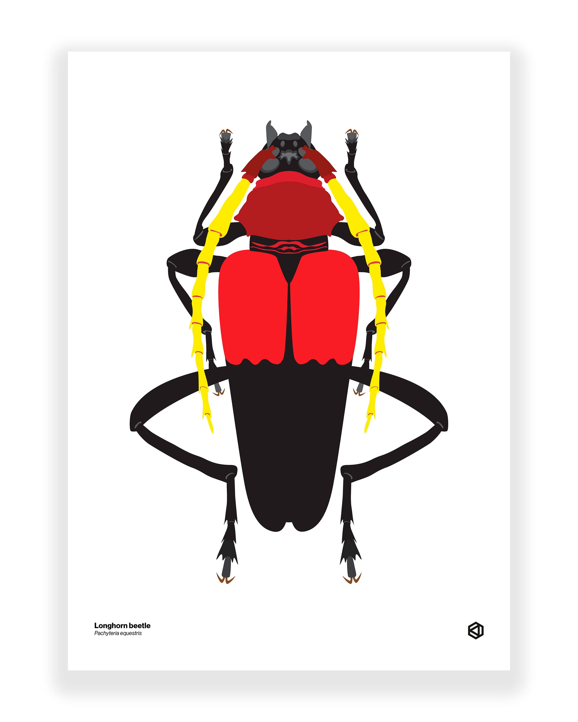 Longhorn Beetle (Pachyteria equestris)