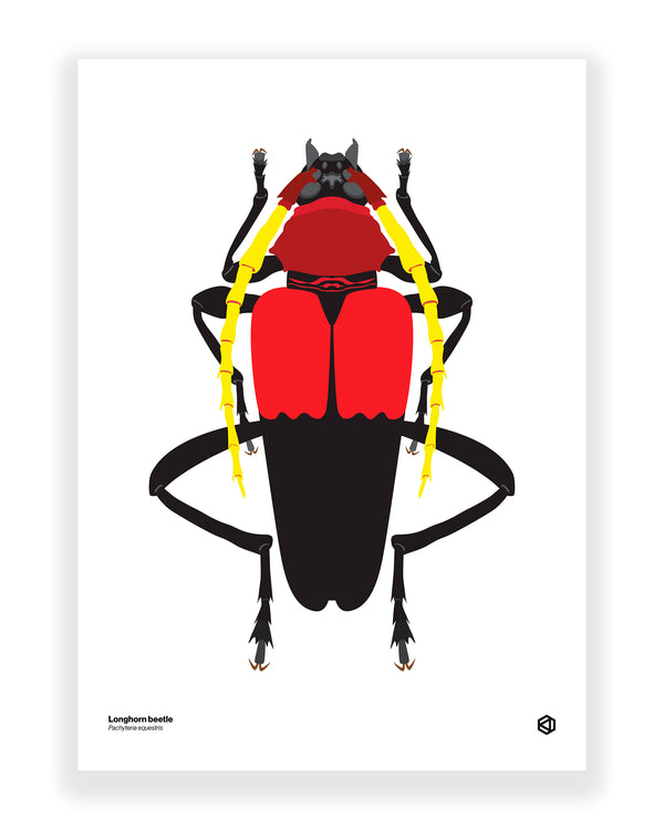 Longhorn Beetle (Pachyteria equestris)