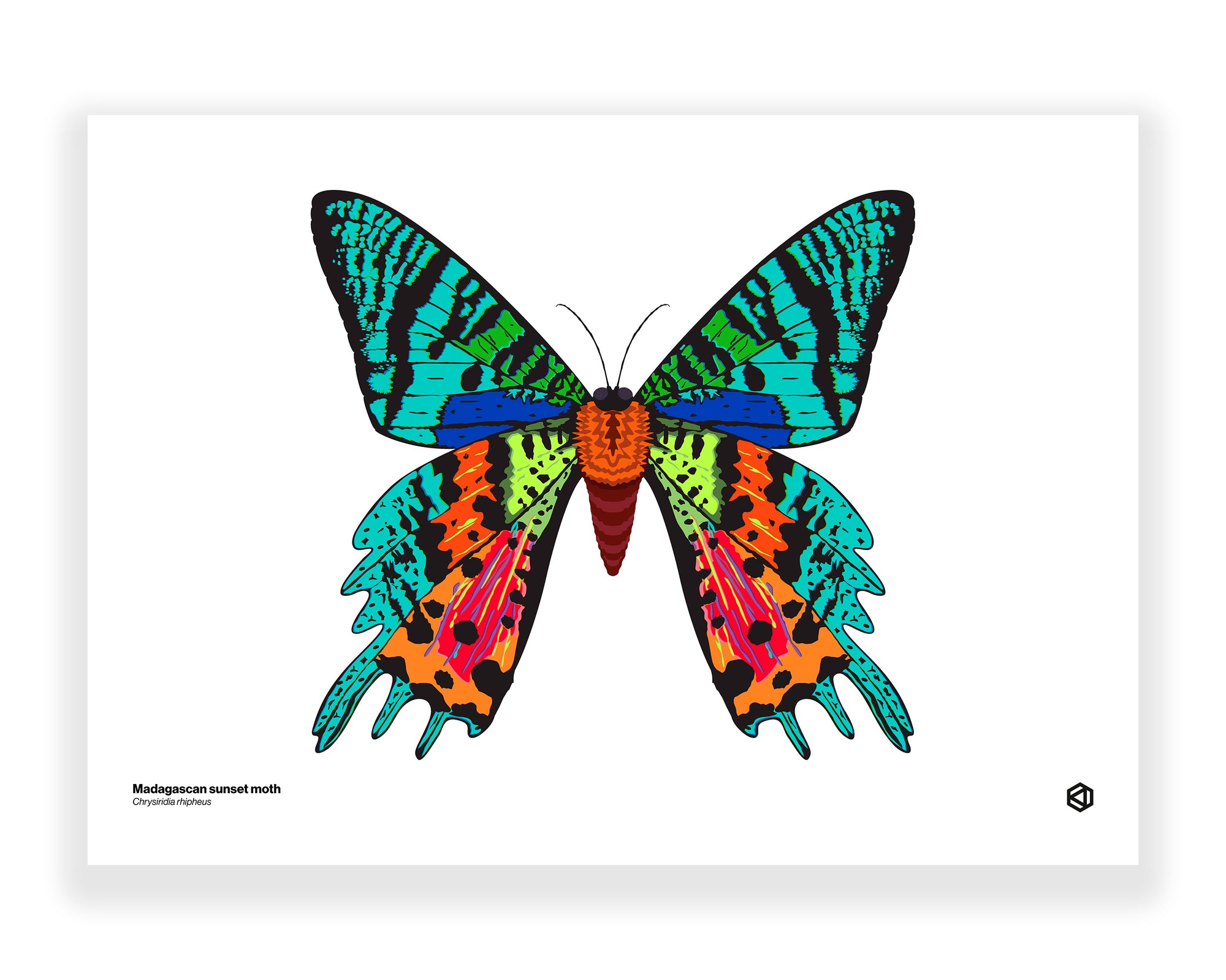 Moth – Madagascan Sunset Moth (Chrysiridia rhipheus)