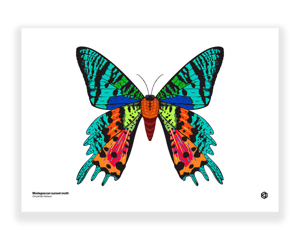 Moth – Madagascan Sunset Moth (Chrysiridia rhipheus)