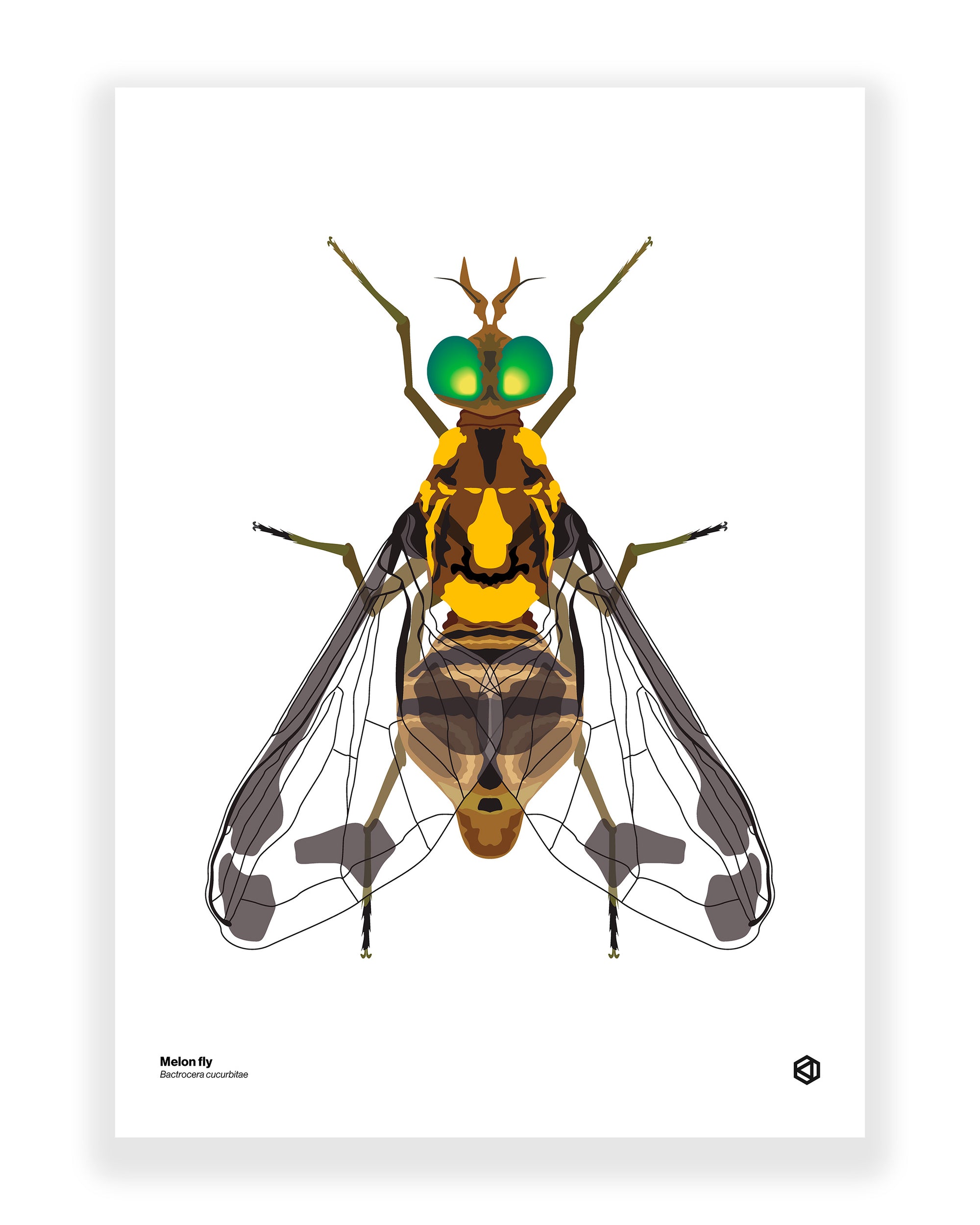 Melon Fly (Bactrocera cucurbitae)