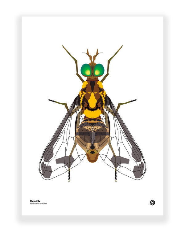 Melon Fly (Bactrocera cucurbitae)