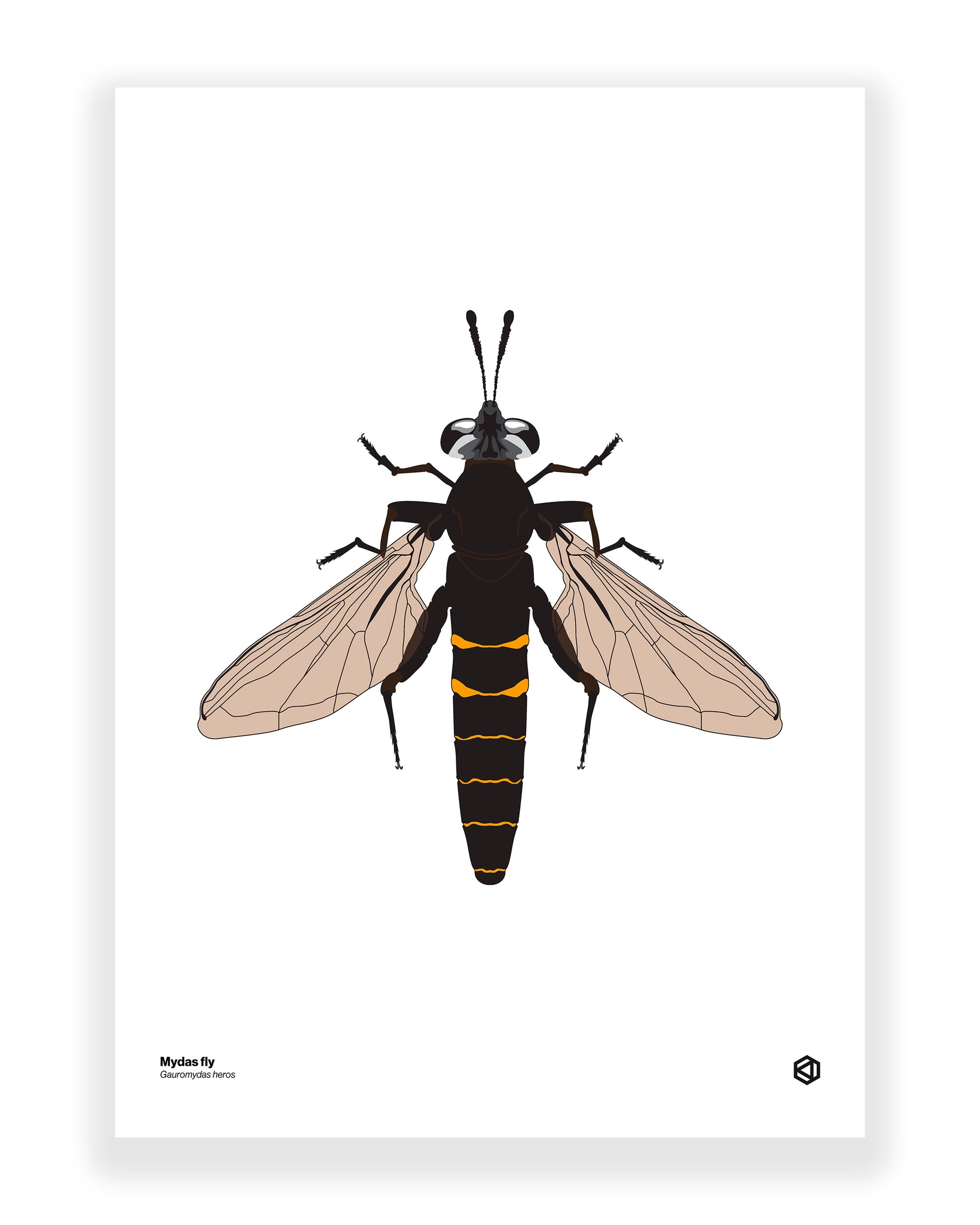 Mydas Fly (Gauromydas heros)
