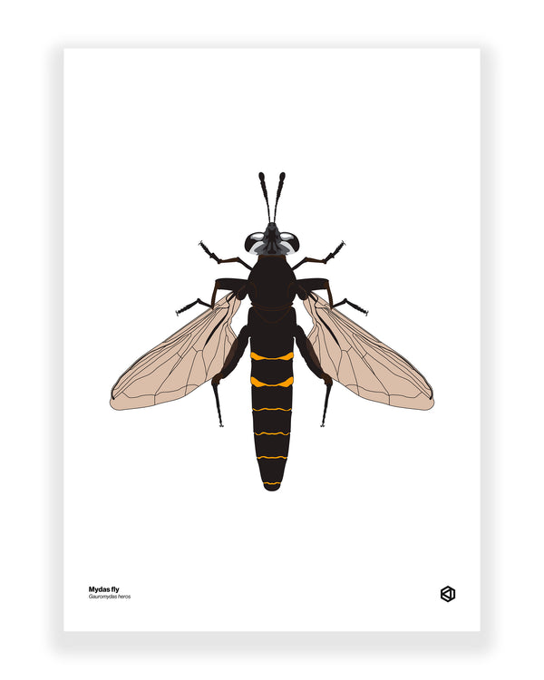 Mydas Fly (Gauromydas heros)