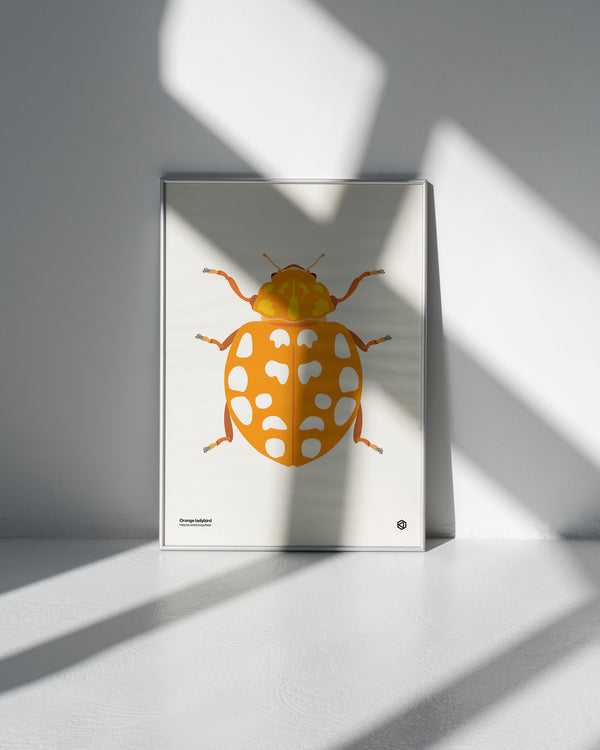Orange Ladybird (Halyzia sedecimguttata) - natural history illustration - Bugs series art print