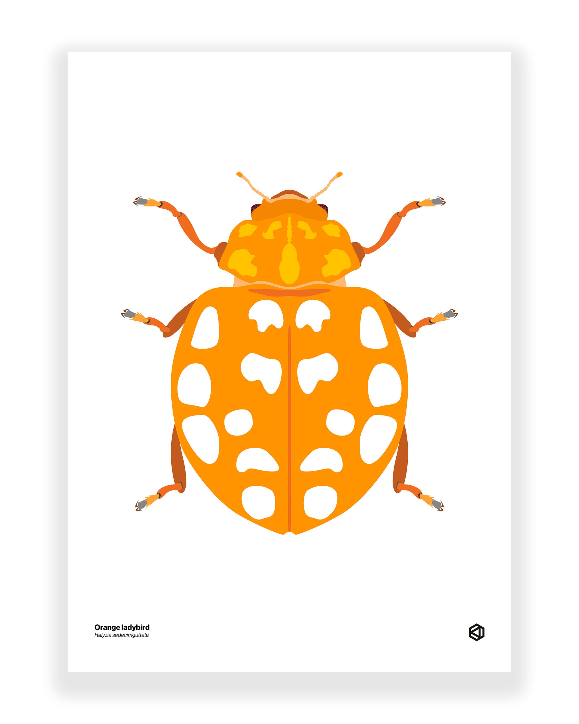 Orange Ladybird (Halyzia sedecimguttata)