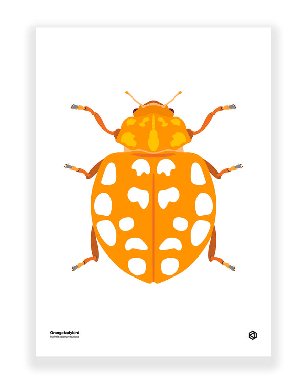 Orange Ladybird (Halyzia sedecimguttata)