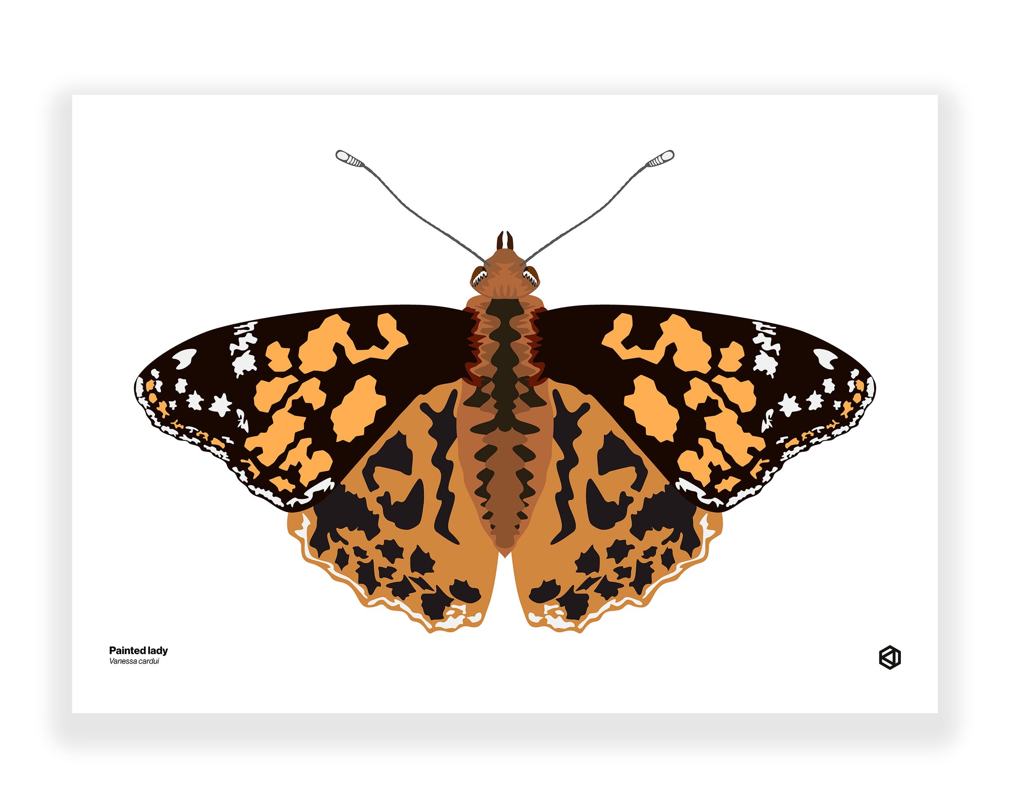 Butterfly – Painted Lady (Vanessa cardui)