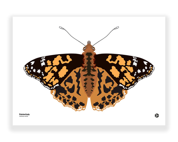 Butterfly – Painted Lady (Vanessa cardui)