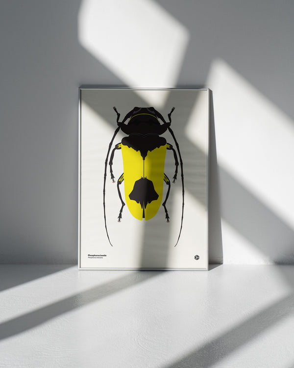 Phosphorus Beetle (Phosphorus virescens) - natural history illustration - Bugs series art print