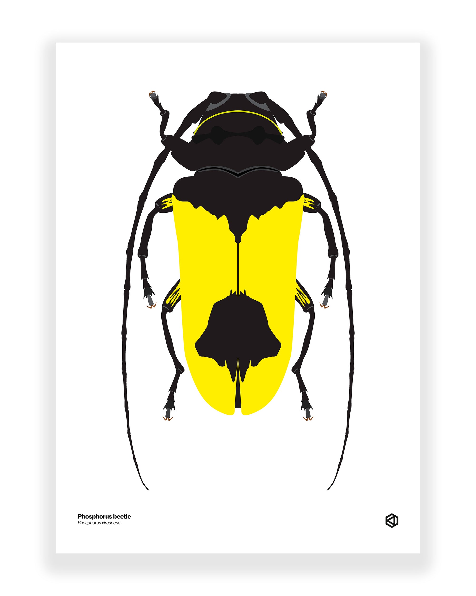 Phosphorus Beetle (Phosphorus virescens)