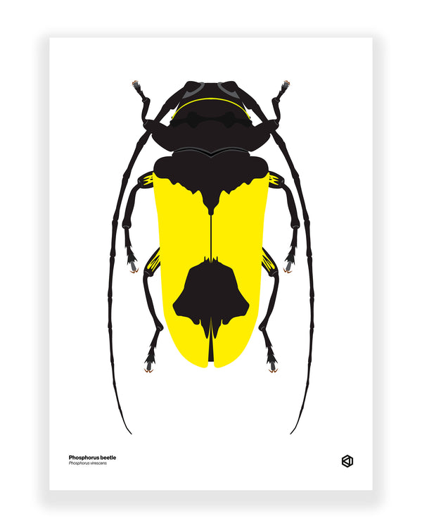 Phosphorus Beetle (Phosphorus virescens)