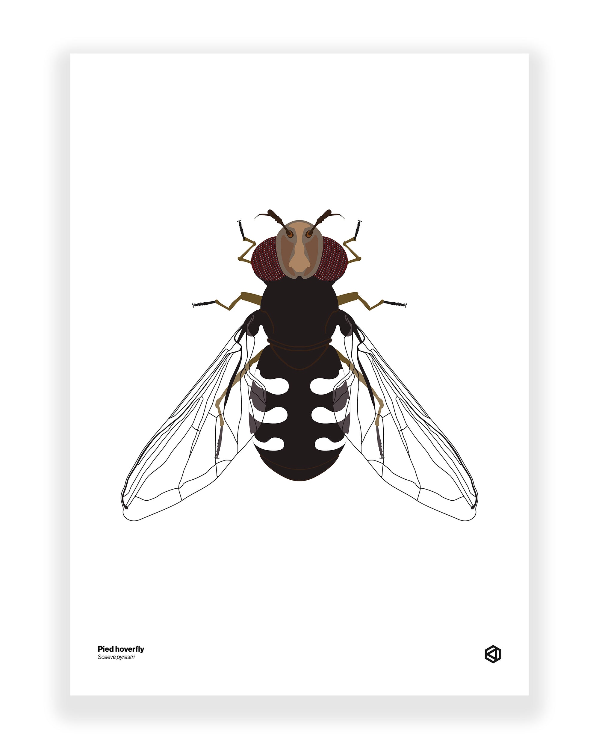 Pied Hoverfly (Scaeva pyrastri)