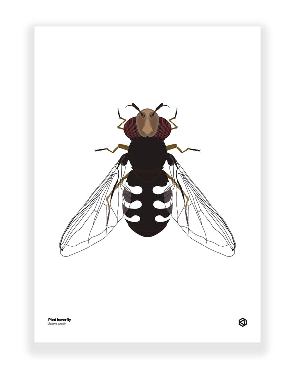 Pied Hoverfly (Scaeva pyrastri)