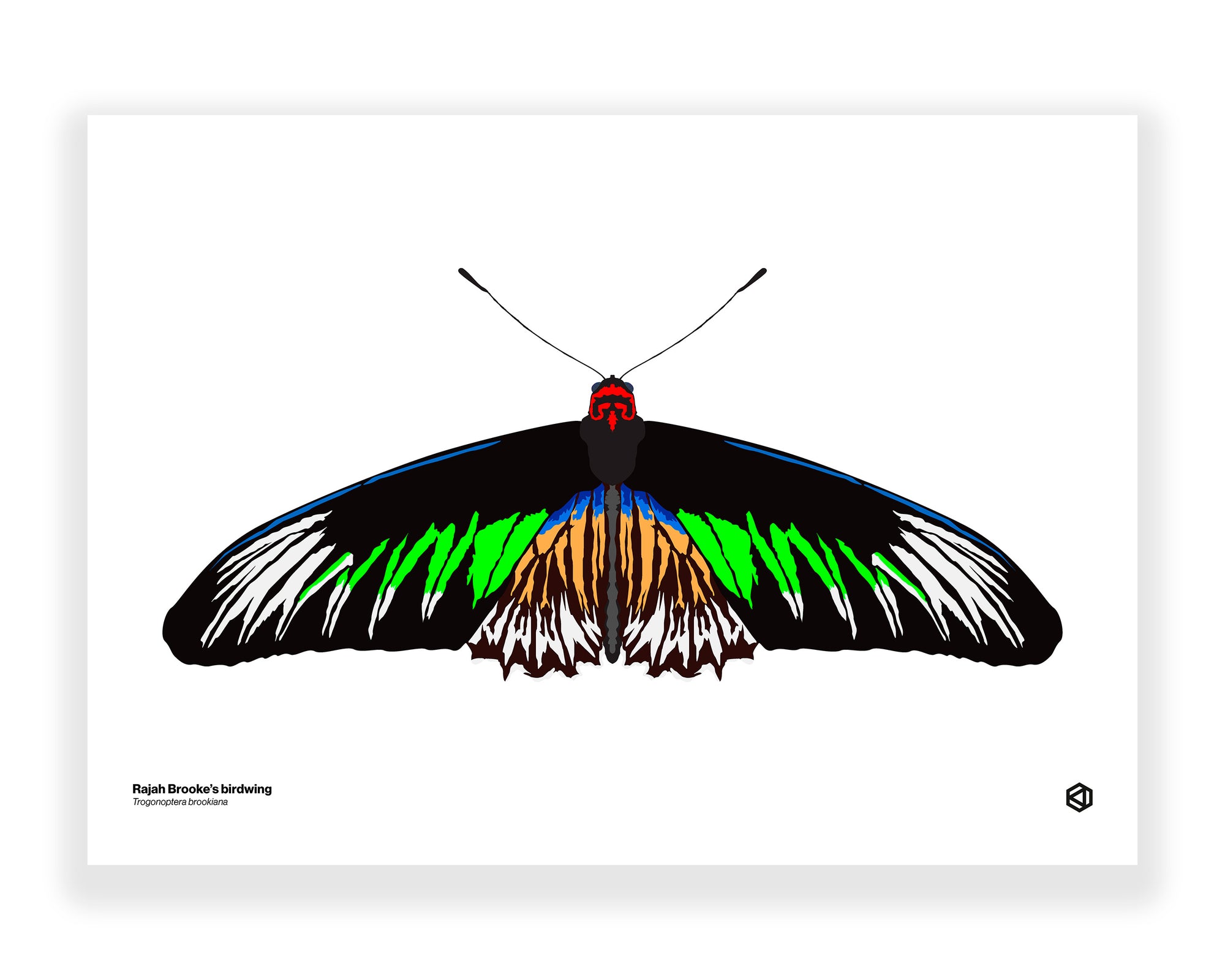 Butterfly - Rajah Brooke’s Birdwing (Trogonoptera brookiana)