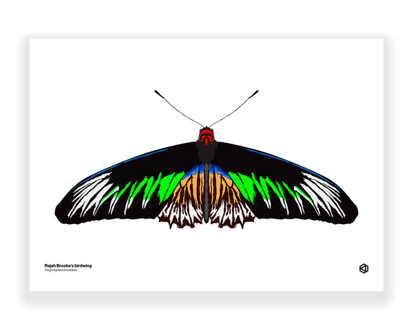 Butterfly - Rajah Brooke’s Birdwing (Trogonoptera brookiana)