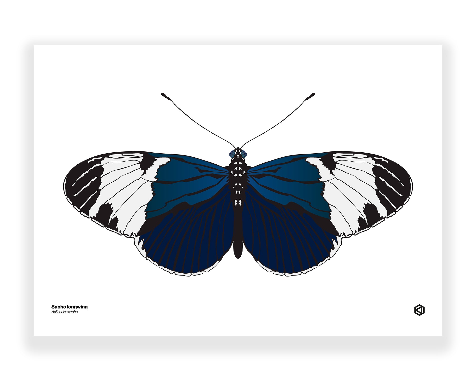 Butterfly – Sapho Longwing (Heliconius sapho)