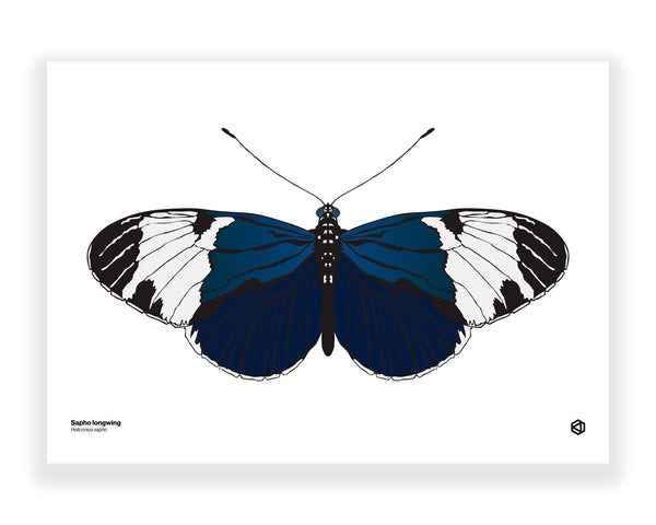 Butterfly – Sapho Longwing (Heliconius sapho)