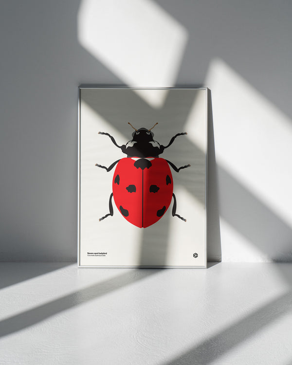 Seven Spot Ladybird (Coccinella septempunctata) - natural history illustration - Bugs series art print