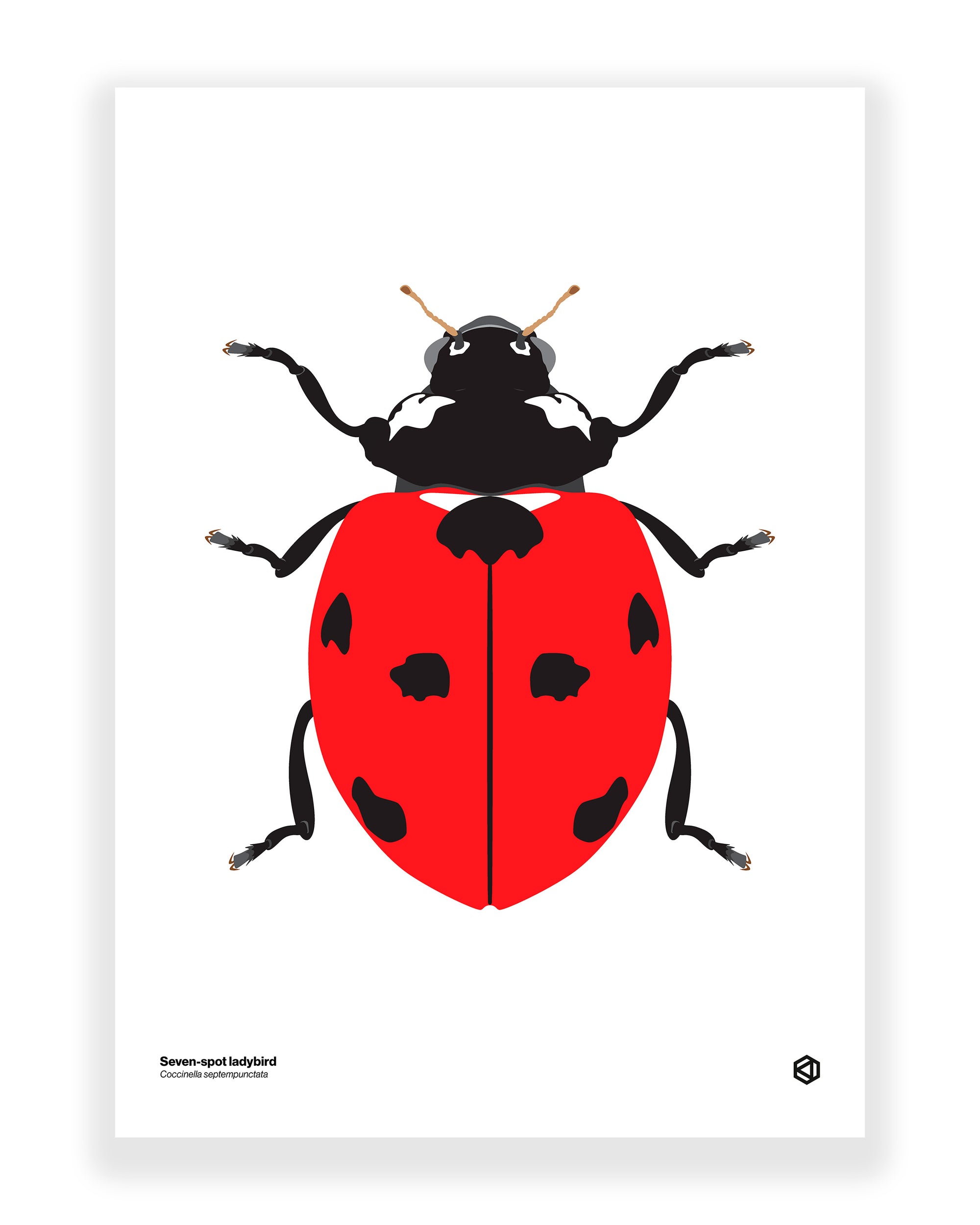 Seven Spot Ladybird (Coccinella septempunctata)