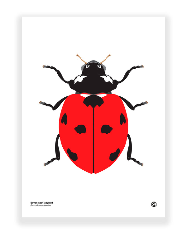 Seven Spot Ladybird (Coccinella septempunctata)
