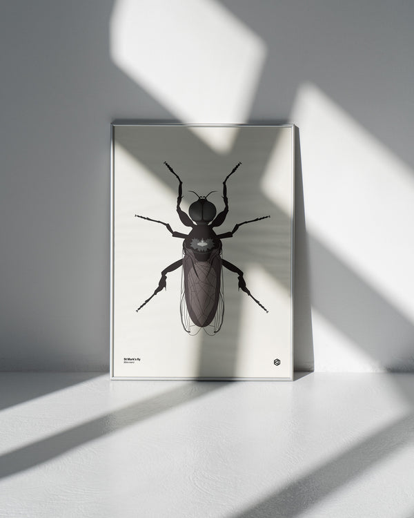 St Mark's Fly (Bibio marci) - natural history illustration - Bugs series art print