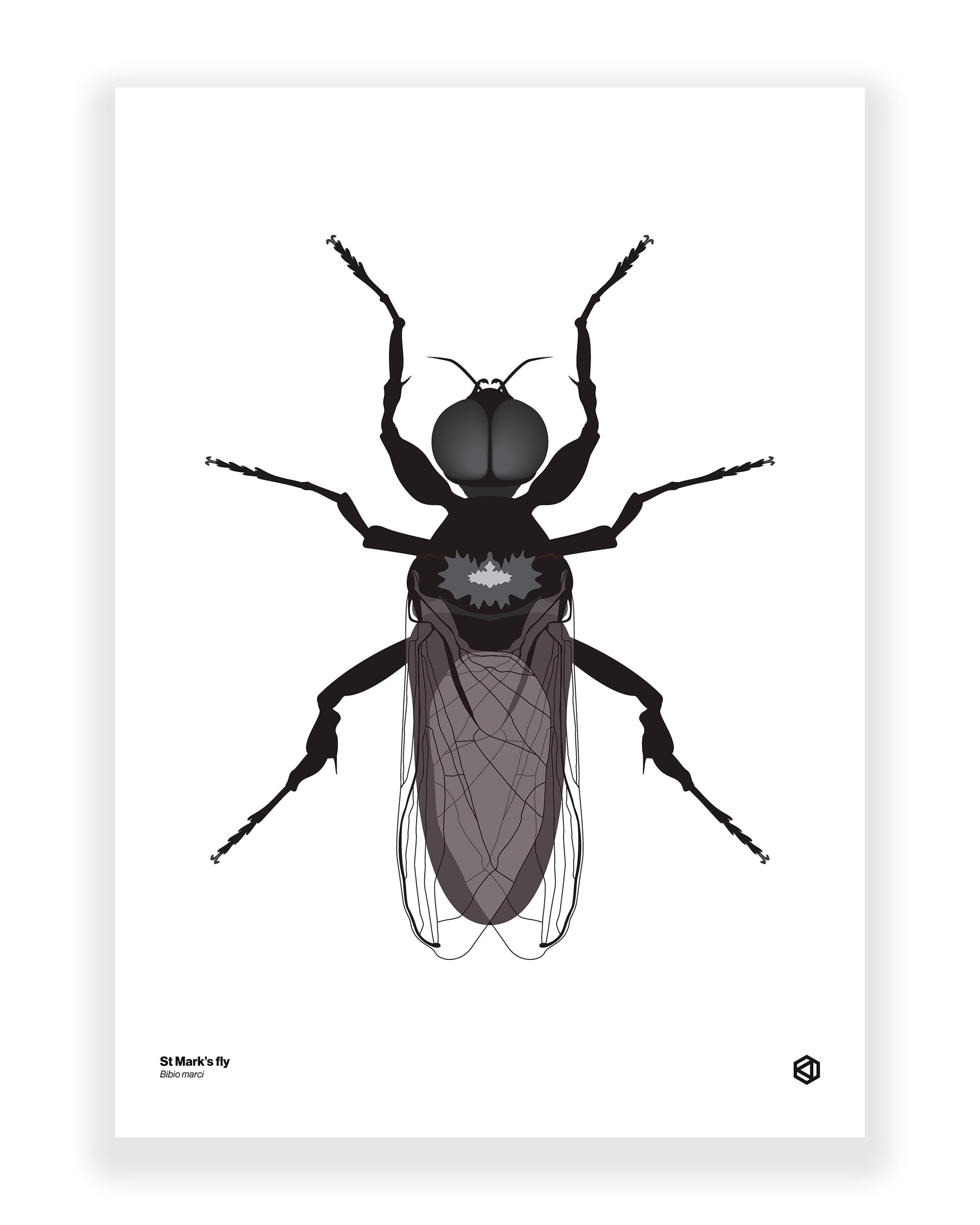 St Mark's Fly (Bibio marci)