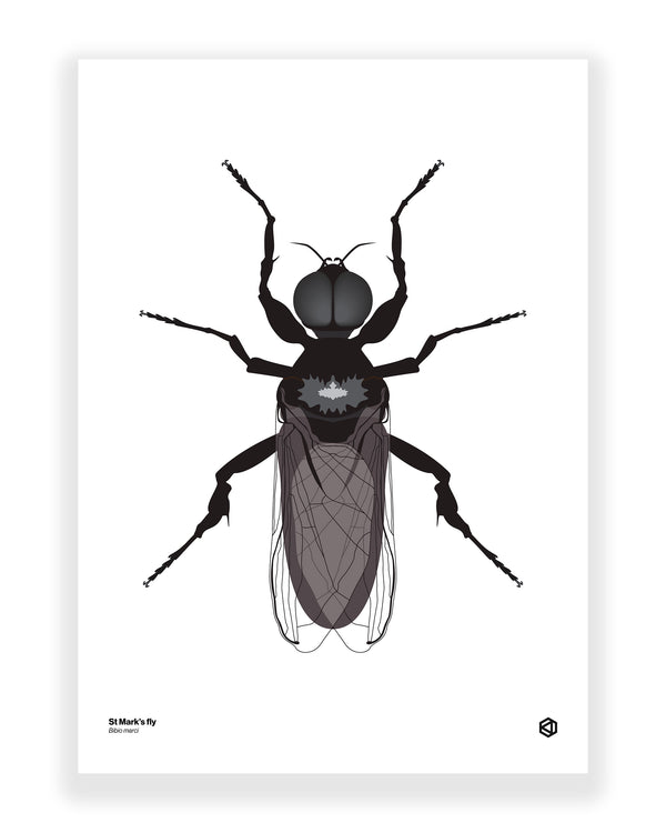 St Mark's Fly (Bibio marci)