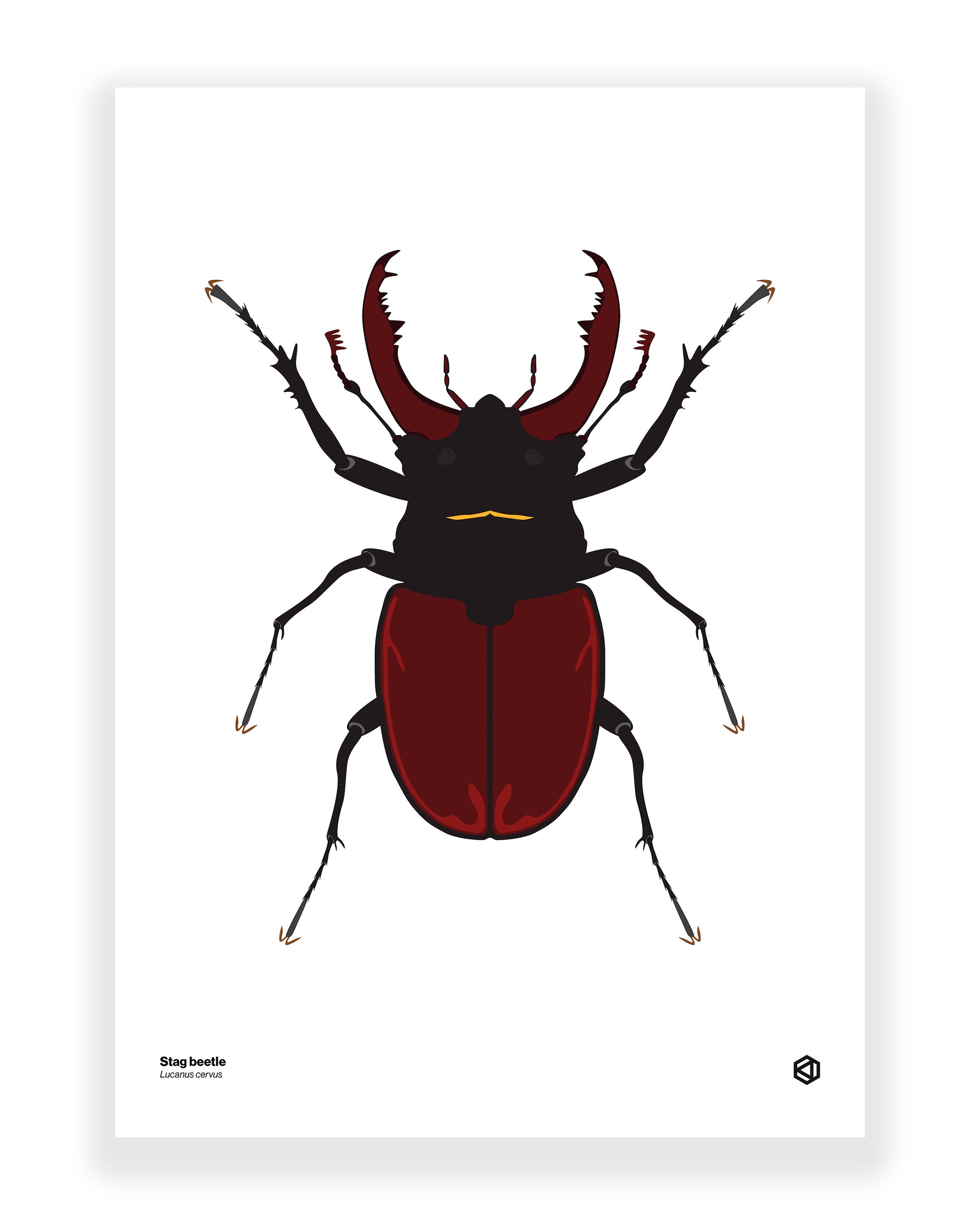 Stag Beetle (Lucanus cervus)