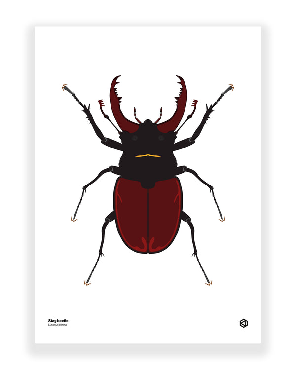 Stag Beetle (Lucanus cervus)