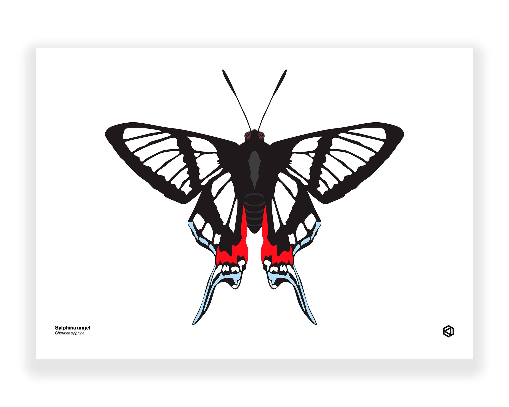 Butterfly - Sylphina Angel (Chorinea sylphina)