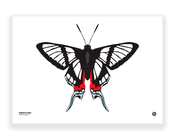 Butterfly - Sylphina Angel (Chorinea sylphina)