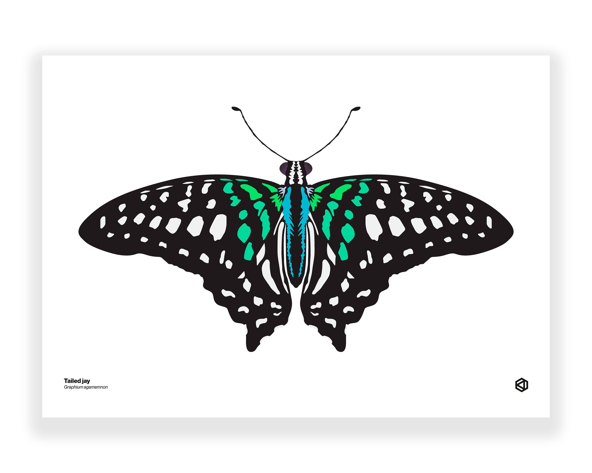 Butterfly – Tailed Jay (Graphium agamemnon)