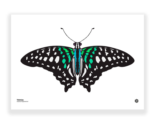 Butterfly – Tailed Jay (Graphium agamemnon)