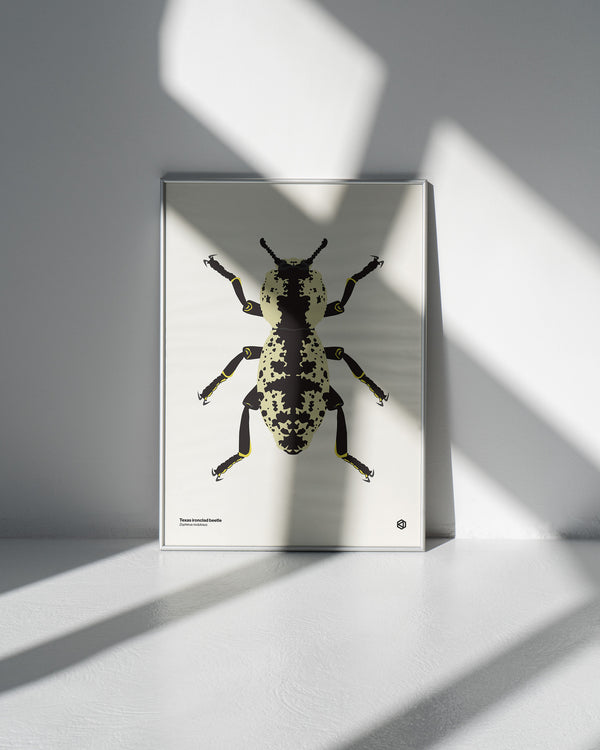 Texas Ironclad Beetle (Zopherus nodulosus) - natural history illustration - Bugs series art print
