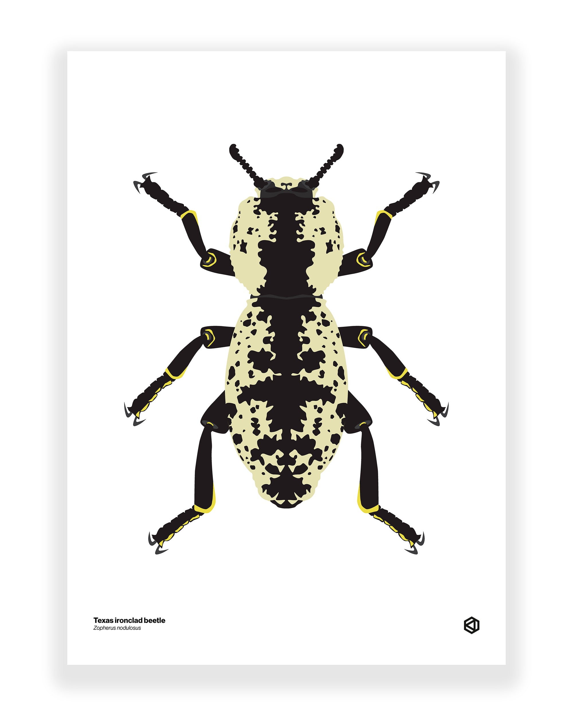Texas Ironclad Beetle (Zopherus nodulosus)